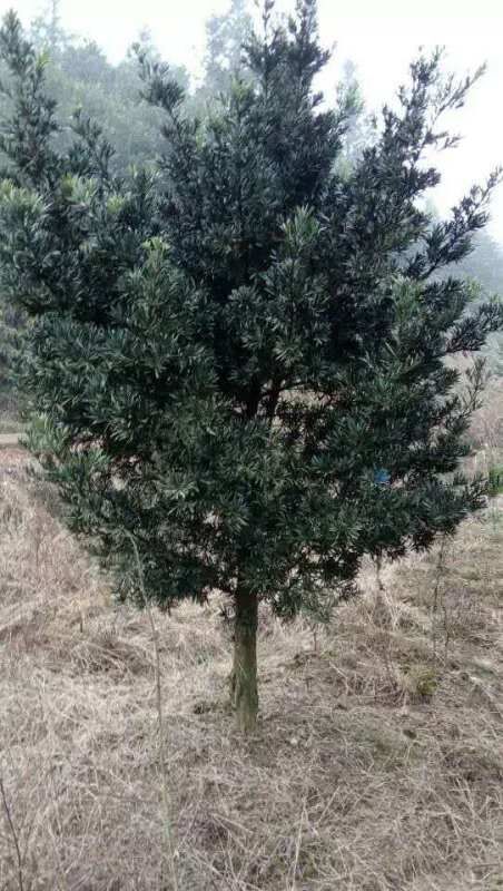 10公分-15公分精品树型中叶罗汉松工程苗