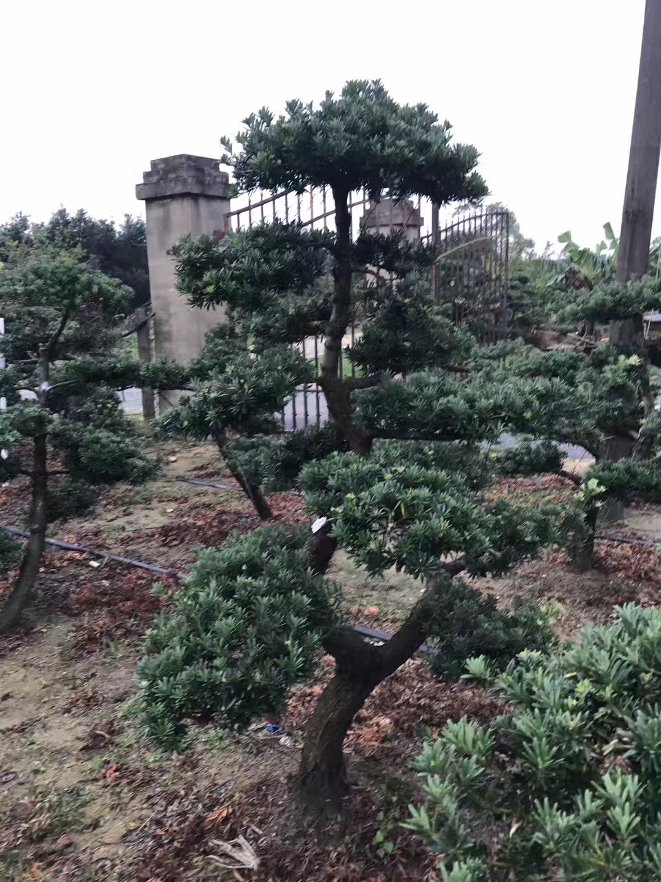 贵妃罗汉松盆景地景