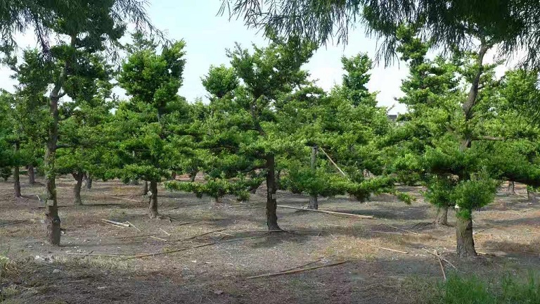 10-30公分台湾罗汉松造型树工程苗